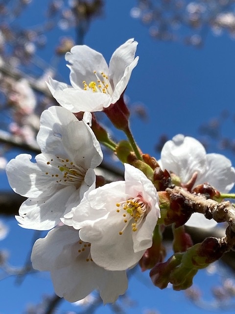 4月の花